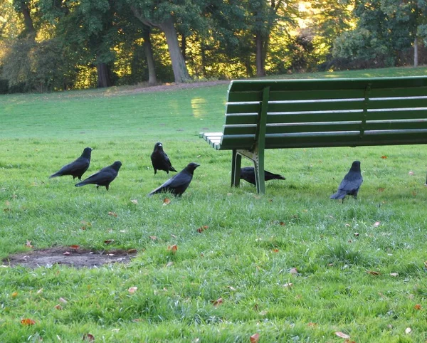 Ravens Actually Running Circles — Stock Photo, Image