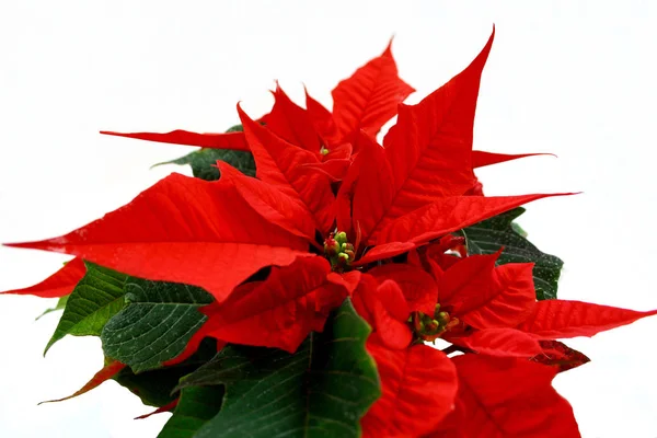 Vánoční Rostliny Poinsettia Flóra — Stock fotografie