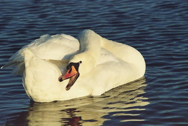 Scenic View Majestic Swan Nature — Stock Photo, Image