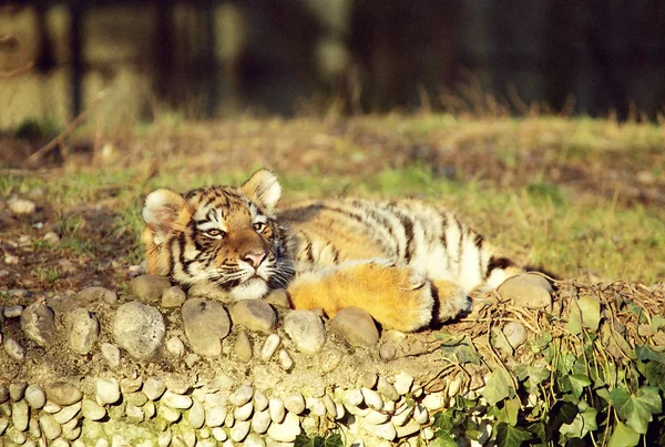 Jonge Dieren Selectieve Focus — Stockfoto