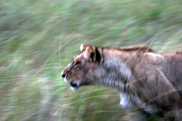 Predatore Animale Leone Predatore Felino — Foto Stock