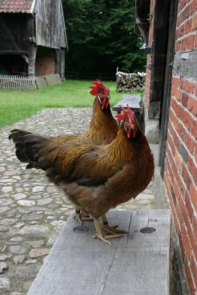 Schilderachtig Uitzicht Prachtige Vogel Natuur — Stockfoto