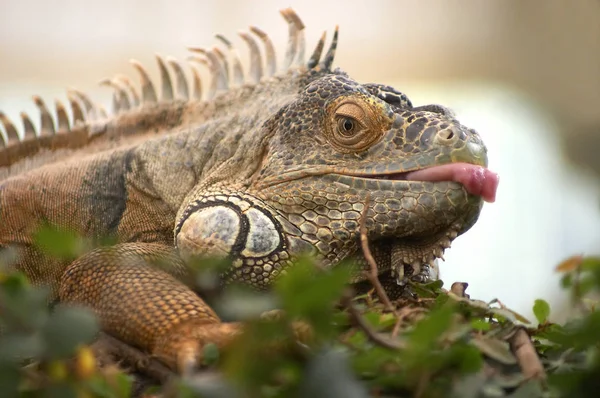 トカゲ動物イグアナ爬虫類 — ストック写真
