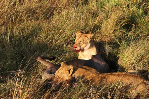 Hier Eten Leeuwen Net Gevangen Gnu — Stockfoto