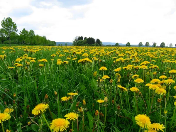 Giallo Tarassaco Fiore Estivo — Foto Stock