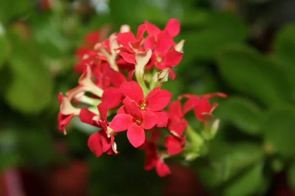 Kwiaty Roślinność Botaniczna Płatki — Zdjęcie stockowe