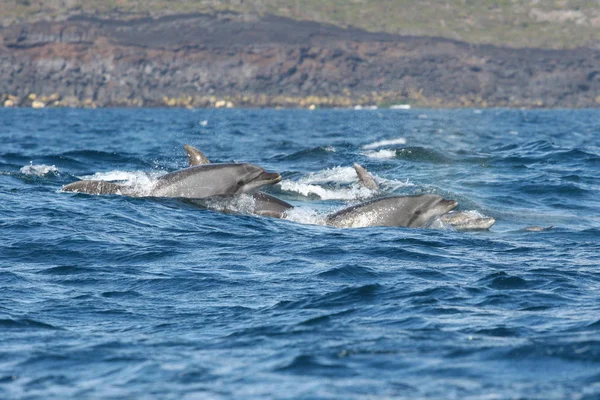 Delfines Cuello Frente Isla Pico Azores Canon Eos 20D 200Mm — Foto de Stock