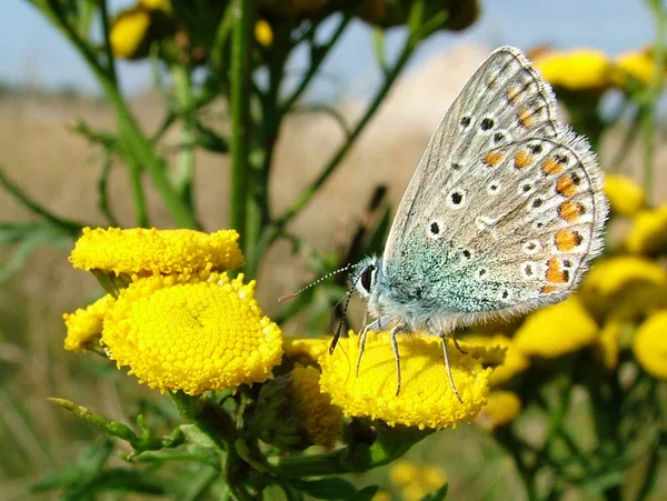 these days i have final preparations accounting nature for the next summer completed and have it so thought something - i dream again of sun,summer and greenery - a brrr when i look out the window