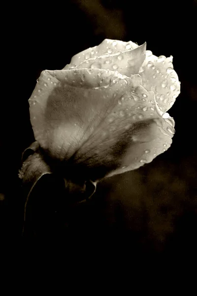 Kwiat Róży Płatki Kwiatów — Zdjęcie stockowe