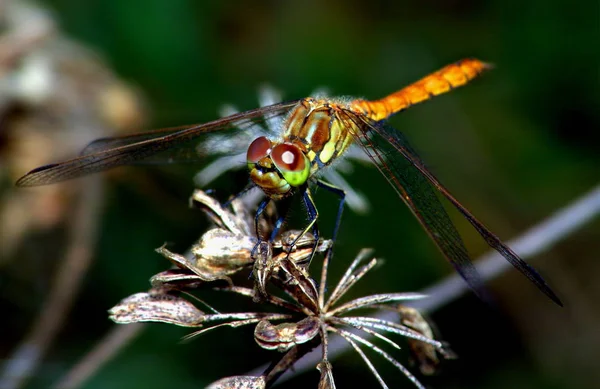 Trollslända Insekt Flora Och Fauna — Stockfoto