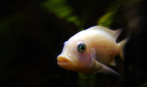 海底海洋生物照片 — 图库照片