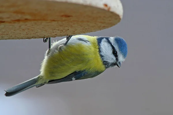 Scenic View Beautiful Blue Tit Nature — Stok fotoğraf