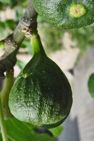 Kırsal Yaşam Seçici Odaklanma — Stok fotoğraf