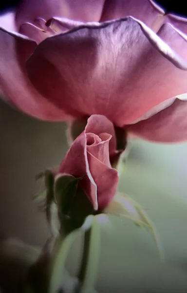 ดอกก หลาบด วยดอกต แสงสว — ภาพถ่ายสต็อก