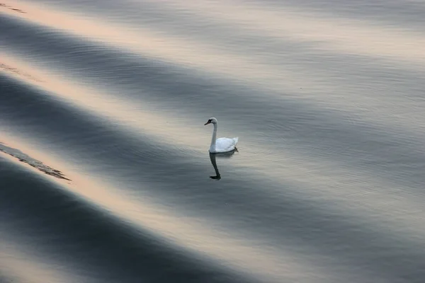 Живописный Вид Величественного Лебедя Природе — стоковое фото