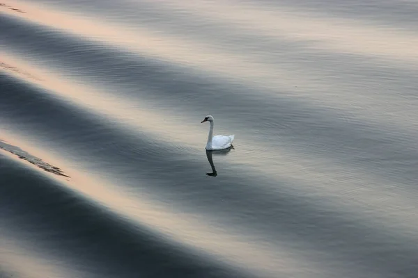 Vue Panoramique Cygne Majestueux Nature — Photo