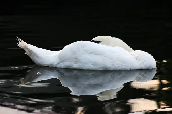 Cisne Vida Silvestre Animal —  Fotos de Stock