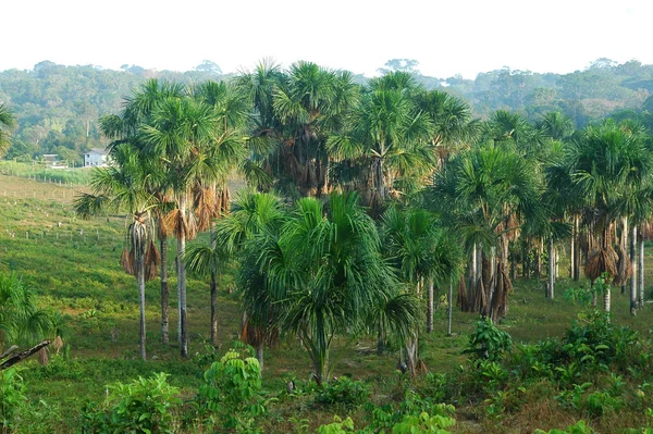 Hermoso Plano Botánico Fondo Pantalla Natural — Foto de Stock