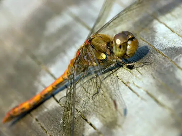 Detailní Makro Pohled Hmyz Vážky — Stock fotografie