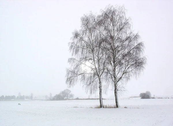 Bela Paisagem Inverno Nevado — Fotografia de Stock