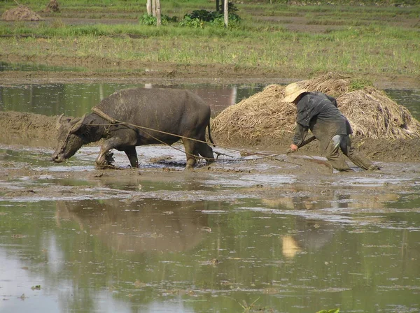 Rice Cultivation Cebu Philippines — Stock Photo, Image