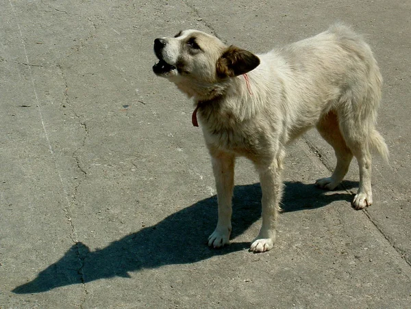 Cane Canino Tema Carta Parati Digitale — Foto Stock