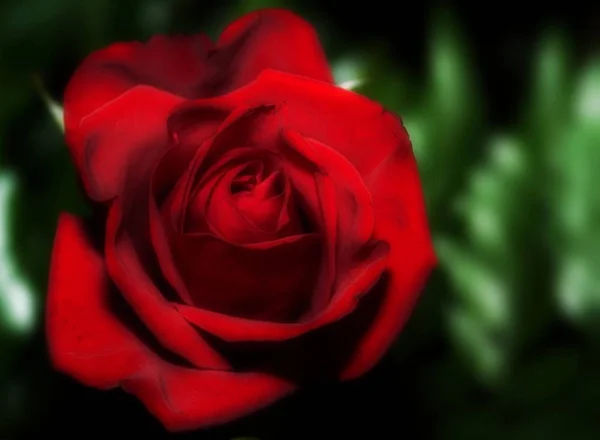 Rote Rose Blume Schönheit — Stockfoto