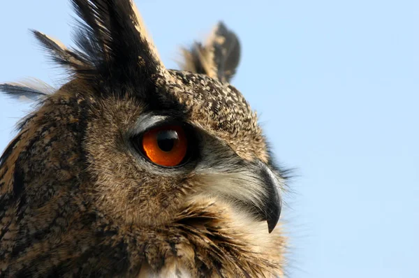 Schilderachtig Uitzicht Prachtige Vogel Natuur — Stockfoto