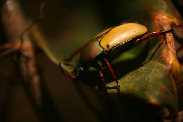 Close Bug Natureza Selvagem — Fotografia de Stock