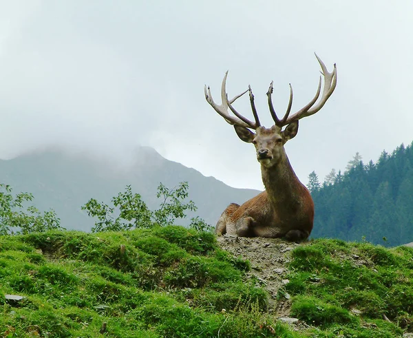 Faune Sauvage Cerfs Faune — Photo