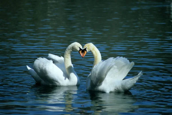 Sfondo Colorato Biglietto Visita San Valentino — Foto Stock