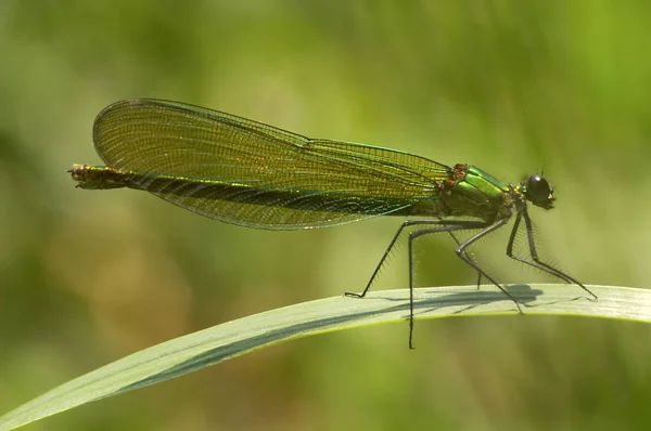 Females Banded Magnificent — Stock Photo, Image