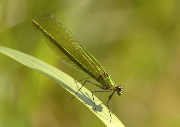 Vista Macro Primer Plano Del Insecto Libélula — Foto de Stock