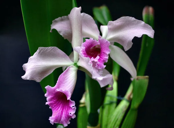 Flores Bonitas Fundo Conceito Floral — Fotografia de Stock