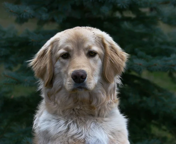 Portret Van Een Schattige Hond — Stockfoto