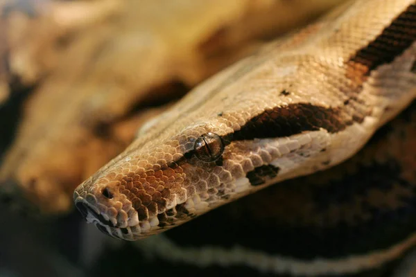 Serpente Mundo Animal Pele Cobra — Fotografia de Stock