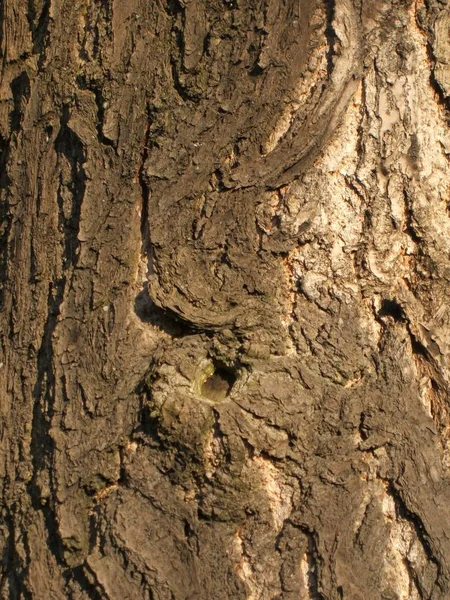木の背景木の質感 — ストック写真