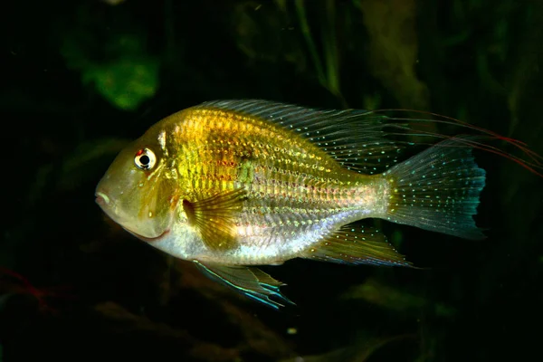 Риби Акваріумі — стокове фото