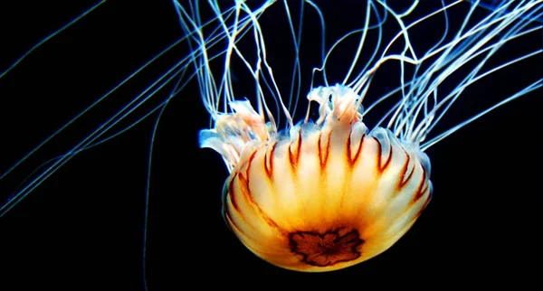 Aquatic Jellyfish Sea Underwater Sea Life Creature — Stock Photo, Image