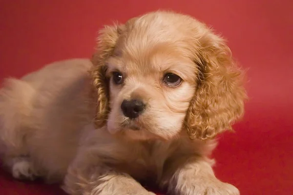 Portret Van Een Schattige Hond — Stockfoto