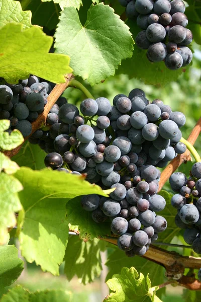 Vigna Vigneto Campagna Concetto Uva — Foto Stock