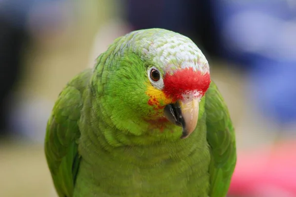 Vista Panorâmica Belo Pássaro Papagaio — Fotografia de Stock