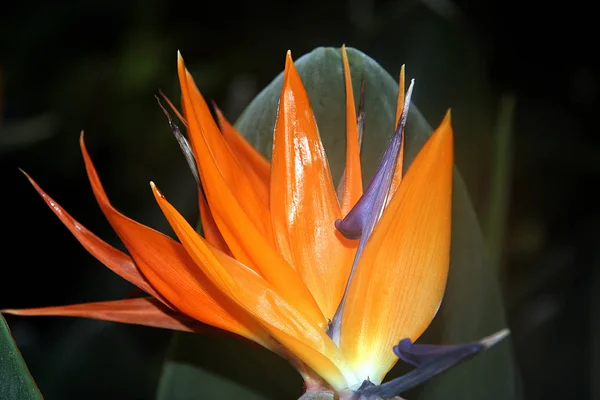 Uccello Del Paradiso Fiore Tropicale — Foto Stock