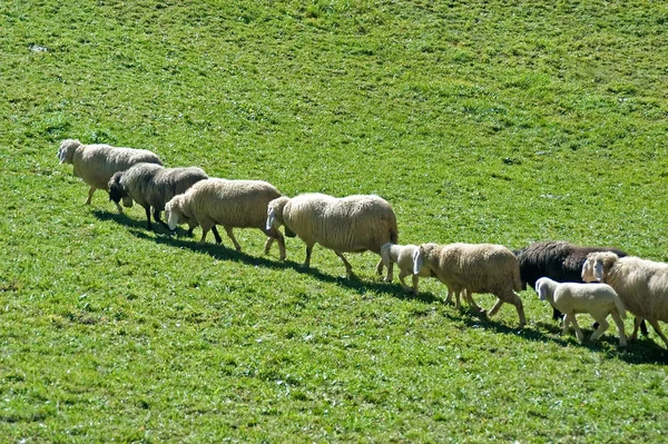 Ovelha Doméstica Pasto — Fotografia de Stock