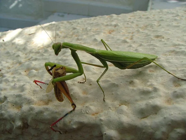 Rugaciune Mantis Insecta Bug — Fotografie, imagine de stoc