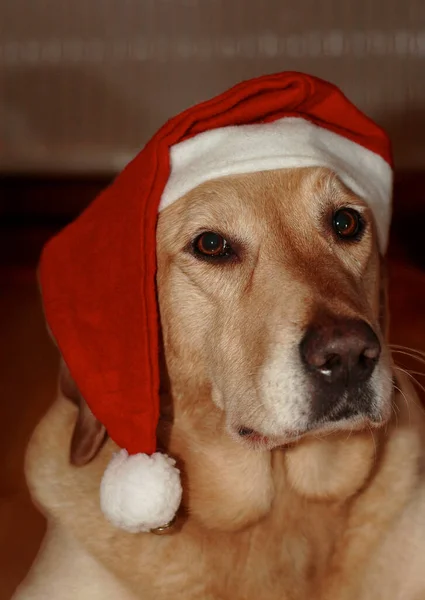 Ich Wünsche Allen Benutzern Und Mitarbeitern Der Ein Frohes Weihnachtsfest — Stockfoto