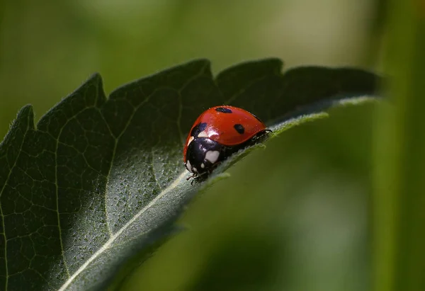 Beetle Year — Stock Photo, Image