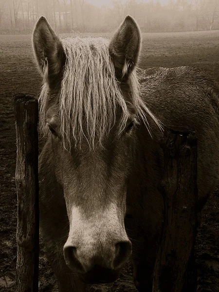 Quando Cavalo Estava Diante Mim Tive Sentimento Nas Dizer Fique — Fotografia de Stock