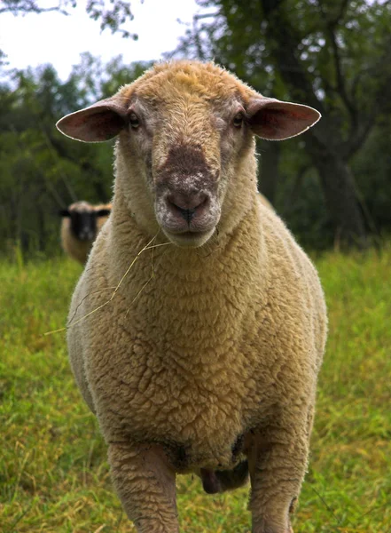 Домашние Овцы Пастбище — стоковое фото
