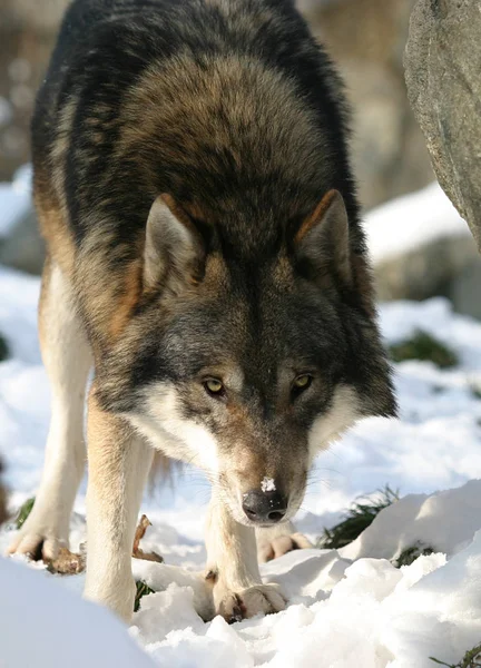 Animal Lobo Por Naturaleza Depredador — Foto de Stock